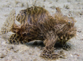 Striated Frogfish
This our 
