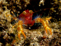 Big Eyed Squat Lobster.  We had a lot of fun watching these little guys looking for better dwellings around the coral, as always the biggest one gets the best hole.  This one is about 10mm long (5mm between claws).  S-95 + stacked 165's.