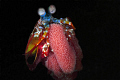mantis shrimp with eggs,nikon d70 s 60mm micro