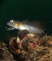 Round Goby. Invasive species to the Great Lakes. Lake Ontario near St. Catharines