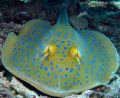 As low and as close as i can get to this Blue spotted stingray