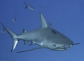 Reef shark; 60 mm; iso 100 ; 1/160; f/6.3; dual stobes TTL