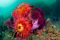 Anemones and Urchins
Puget Sound, WA, U.S.A.