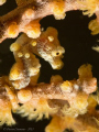 Tiny pigmy seahorse in Anilao - taken with CANON 100mm USM Macro and Subsee +10 diopter