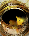 Yellow Gobies in the bottle .. Hope you willl enjoy it ..