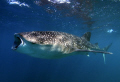 Open wide...whaleshark feeding, Djibouti