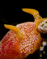 Nudi in the dark