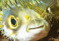 Porcupine fish with a shrimp on its nose.  Never seen this before, it's probably just coincidental. But, it may be cleaning its left eye socket as it appears hollow. Once the shrimp swam away the socket and eye looked normal.