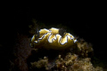 Snooted Nudibranch.