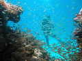 My diving buddy came into the frame with a shoal of fishes