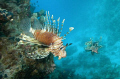 2 Lion fish, one wiew on the side and one view in the front