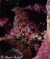 Marbled Shrimp (Saron Marmoratus)