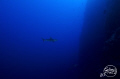 A lonely Grey Reef Shark taken off Munda, Solomon Islands using a Nikon D7000.