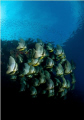 nikon 10.5 . clear water , beautiful condition. Ternate island, Alor Archipelago