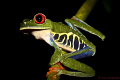 Red Eye Frog Costa Rica