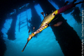 Male weedy seadragon with eggs under Portsea pier. Tokina 10-17mm, ISO 100, f/5.6 and 1/200 sec