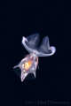 Sea Butterfly, taken 3 miles off the coast of Kona, in 6,000 feet of water.