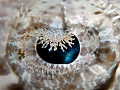 Crocodile fish eye - Canon G10, stacked Inon closeup lenses; dual Sea and Sea strobes. No crop.