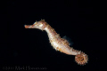 Fisher's Seahorse - hippocampus fisheri
Rare, elusive, pelagic, nocturnal seahorse endemic to Hawai'i, found in 1,000-6,000 feet of water.
Taken on blackwater dive off the coast of Kona, HI in 6,000 feet of water.