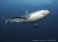 Caribbean Reef Shark , Jardines de Las Reinas - Cuba
Canon G9 GA Inon