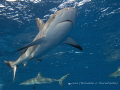 silky shark (Carcharhinus falciformis)
Jardines de Las Reinas Cuba
Canon G9 GA Inon