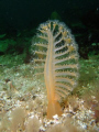 Sea Pen  Browning Pass Vancouver Island  I like how the flash created 