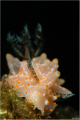 Nudi (Halgerda malesso) in the Lembeh Street. 105mm macro.