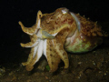 Cuttlefish eating a boxfish, Lembeh Strait. Taken with my Powershot, no strobe or add on lens.