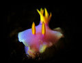 Face to face with this beautiful Nudibranch，G11 + 6000K Flashlight