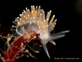 Flabellina browni