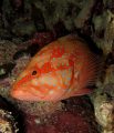 Coral Hind tend to have a small habitat range remaining near to the same coral bommie.