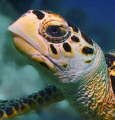 Noble appearing hawksbill at Capt Don's