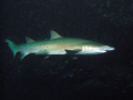 Australias east coast Grey Nurse Shark. Photo taken at the Looking Glass @ Broughton Island