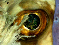 Puffer Eye-looks like the fire of a black opal.
