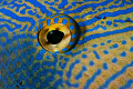 Close up of a Black Durgon Triggerfish eye