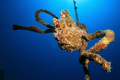 Special Knot
Frogfish sitting on a rope