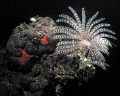 Crinoids and coral!