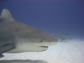 Bull shark with Playa scuba Dive Center