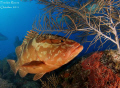 Nassau Grouper,
