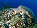 Seaturtle resting on the reef