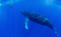 Humpback whale watching her baby