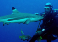 Shark , Black Tip 