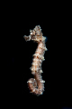 I caught this sea horse falling from sargassum floating on the surface. He was moving from there to a soft coral on the bottom in about 15ft of water.