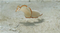 Flatworm swimming across the sand.