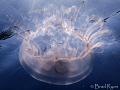 Moon jellyfish with juvenile fish lit by the sun