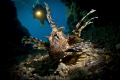 Snooted Lionfish in a cave with diver (my Dad :)) in the background.