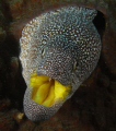 Yellow mouth moray. Also named jewelled or starry moray. (L: Gymnothorax nudivomer).