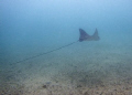 Spotted Eagle Ray

Cruising around the BHB.

Look how long his tail is...I kicked after him but he kept his distance....they do not like anyone close to them.
