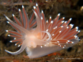 Flabellina verrucosa