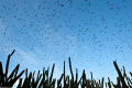 a sky of frigate birds over the Connetable island (french guiana)